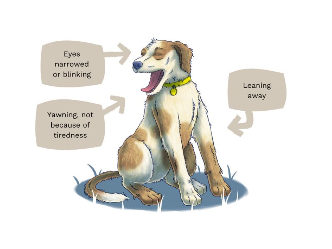 Image showcasing How Can You Tell If A Dog Is In Distress